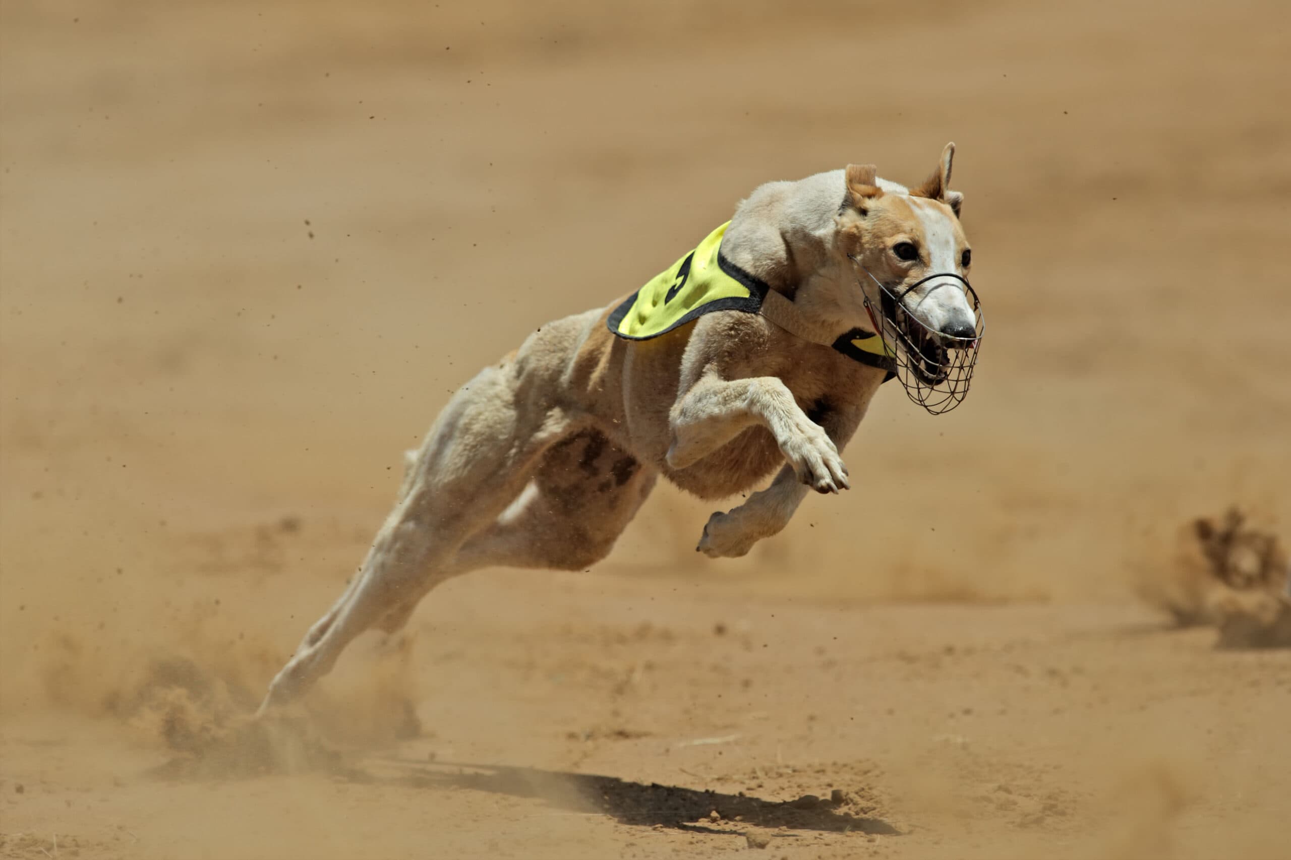Greyhound Racing Data