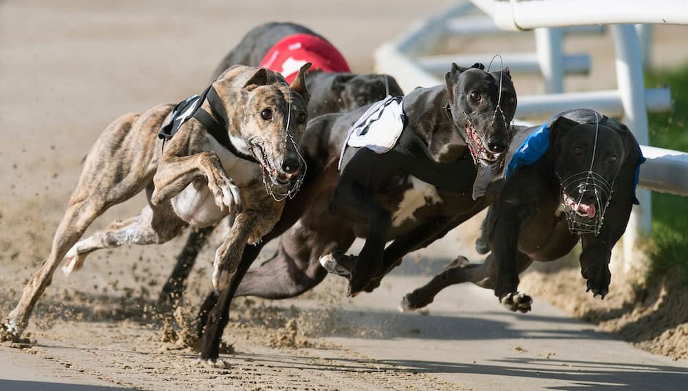 Grey Hound Racing